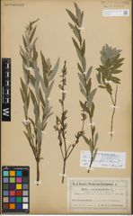Foto von Salix repens subsp. rosmarinifolia (L.) Andersson
